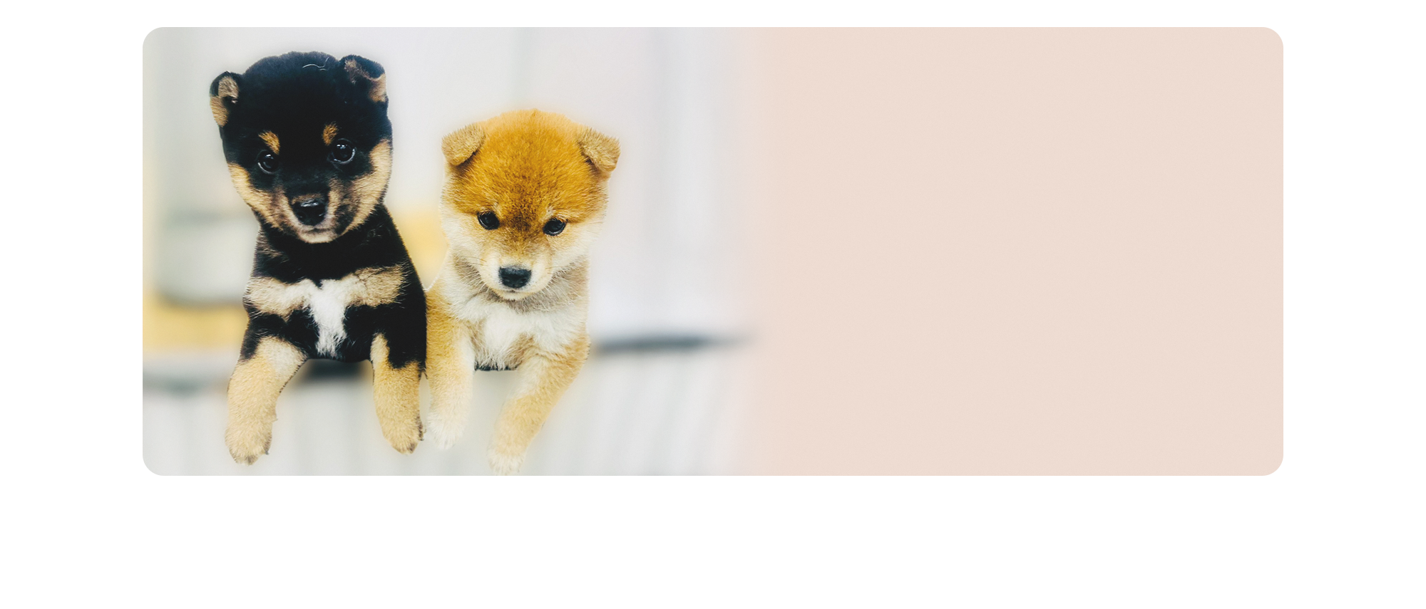 一匹のワンちゃんで人生が変わる。