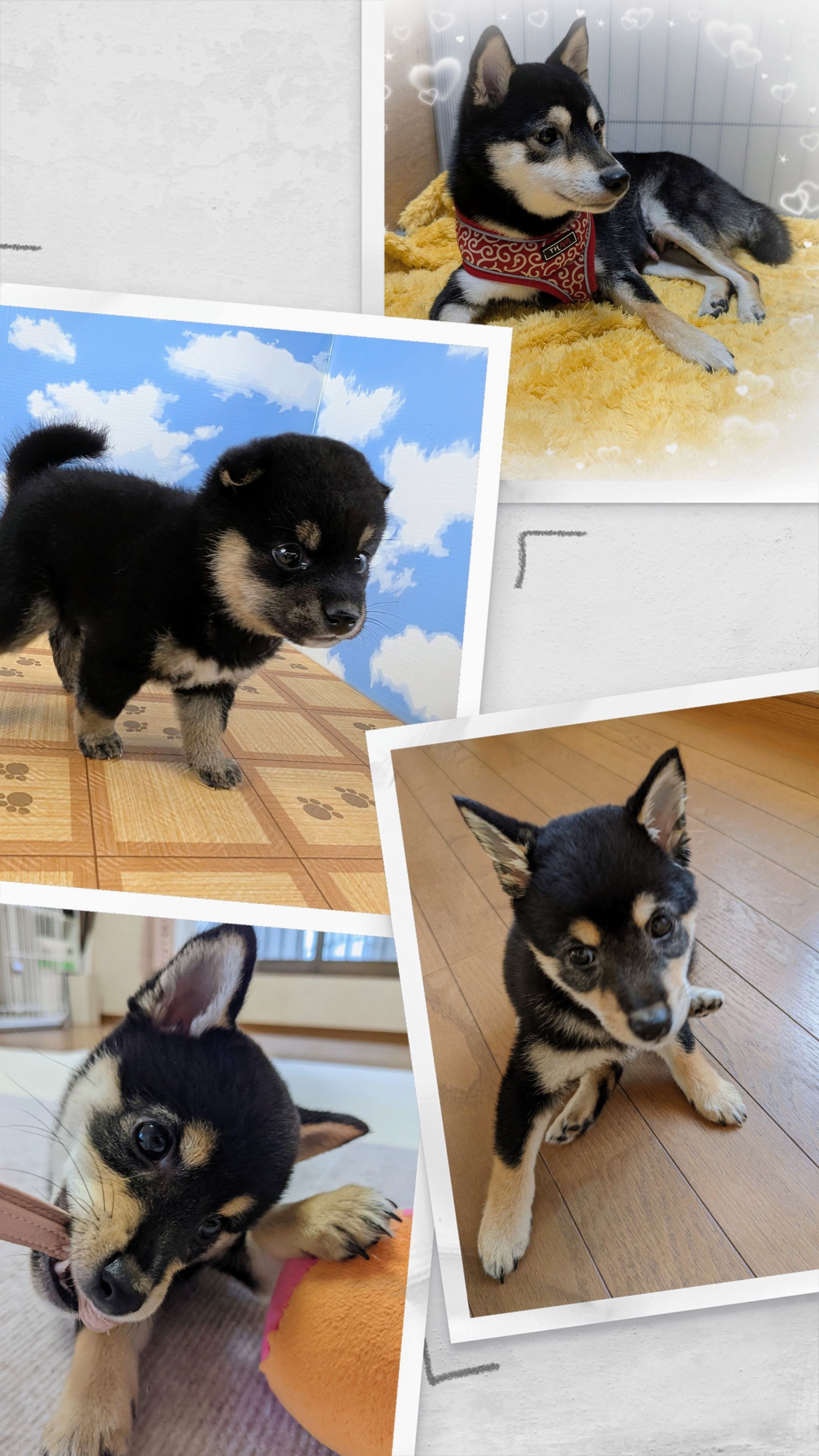 PXL_20221001_000638111.MP-COLLAGE~2